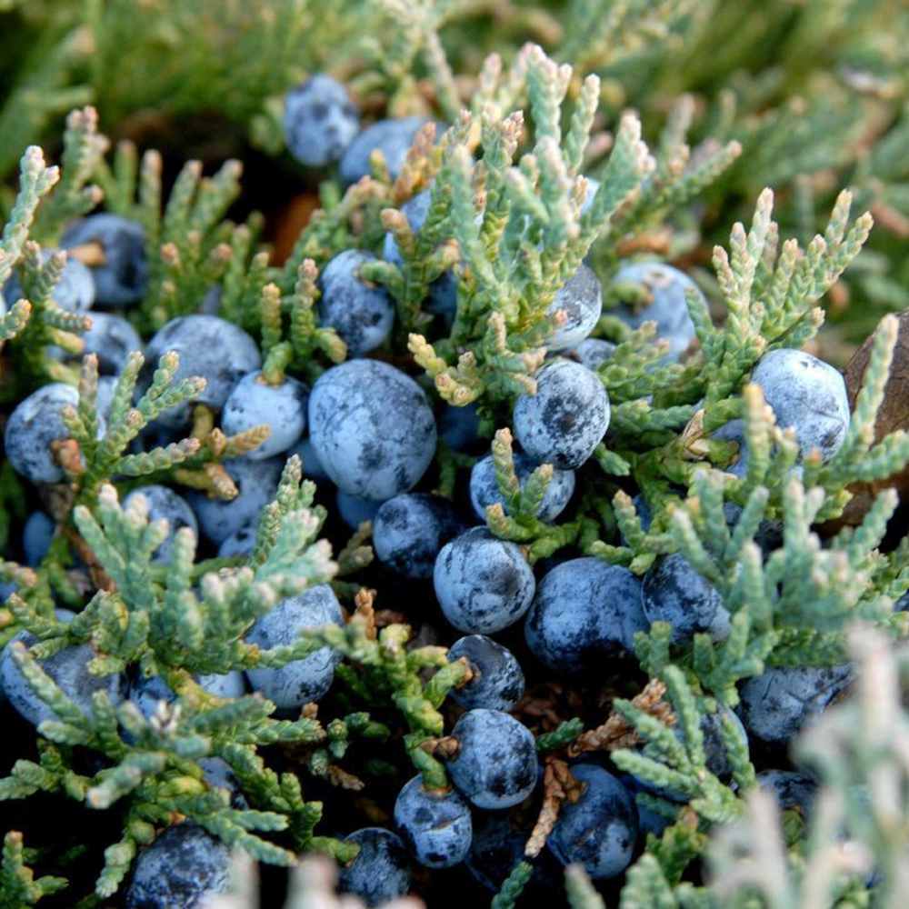 Ienupar Wiltonii, tarator, frunzis albastru argintiu, formeaza covoare dense, Ideal taluzuri si stancarii