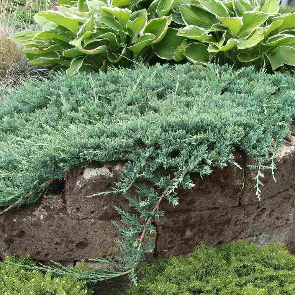 Ienupar Wiltonii, tarator, frunzis albastru argintiu, formeaza covoare dense, Ideal taluzuri si stancarii