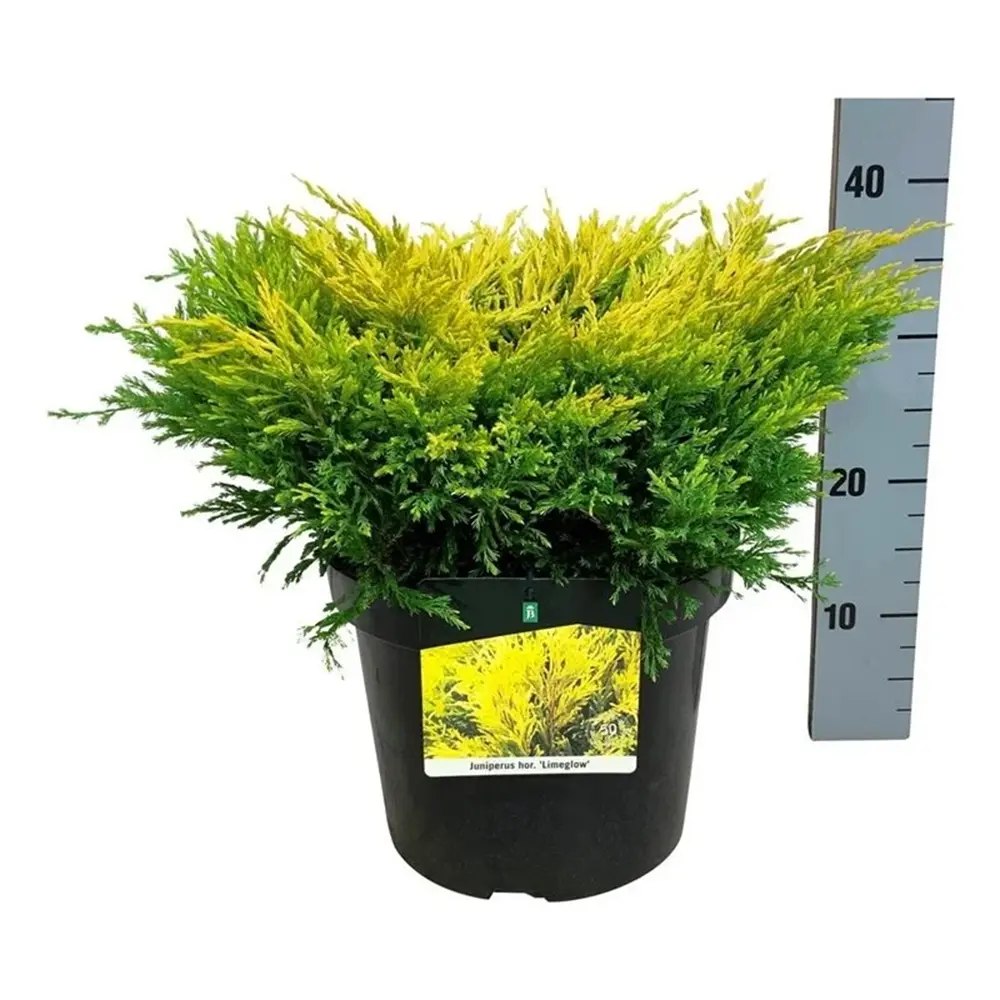 Ienupar Limeglow, tarator, frunzis verde-lime intens, colorat tot anul, ideal pentru taluze si borduri, pentru incepatori