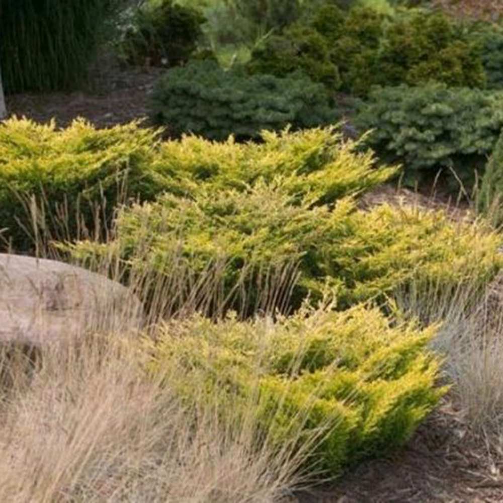 Ienupar Limeglow, tarator, frunzis verde-lime intens, colorat tot anul, ideal pentru taluze si borduri, pentru incepatori