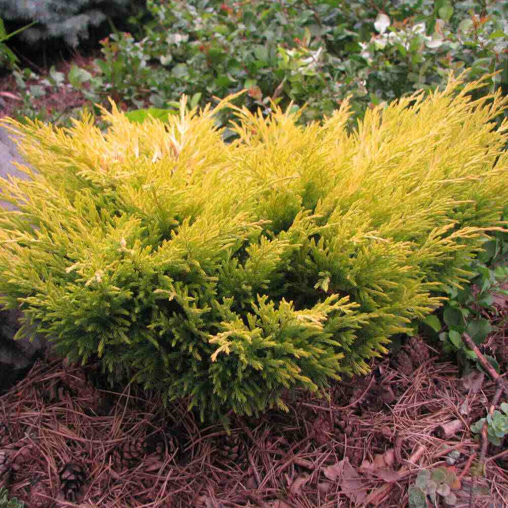 Ienupar Limeglow, tarator, frunzis verde-lime intens, colorat tot anul, ideal pentru taluze si borduri, pentru incepatori