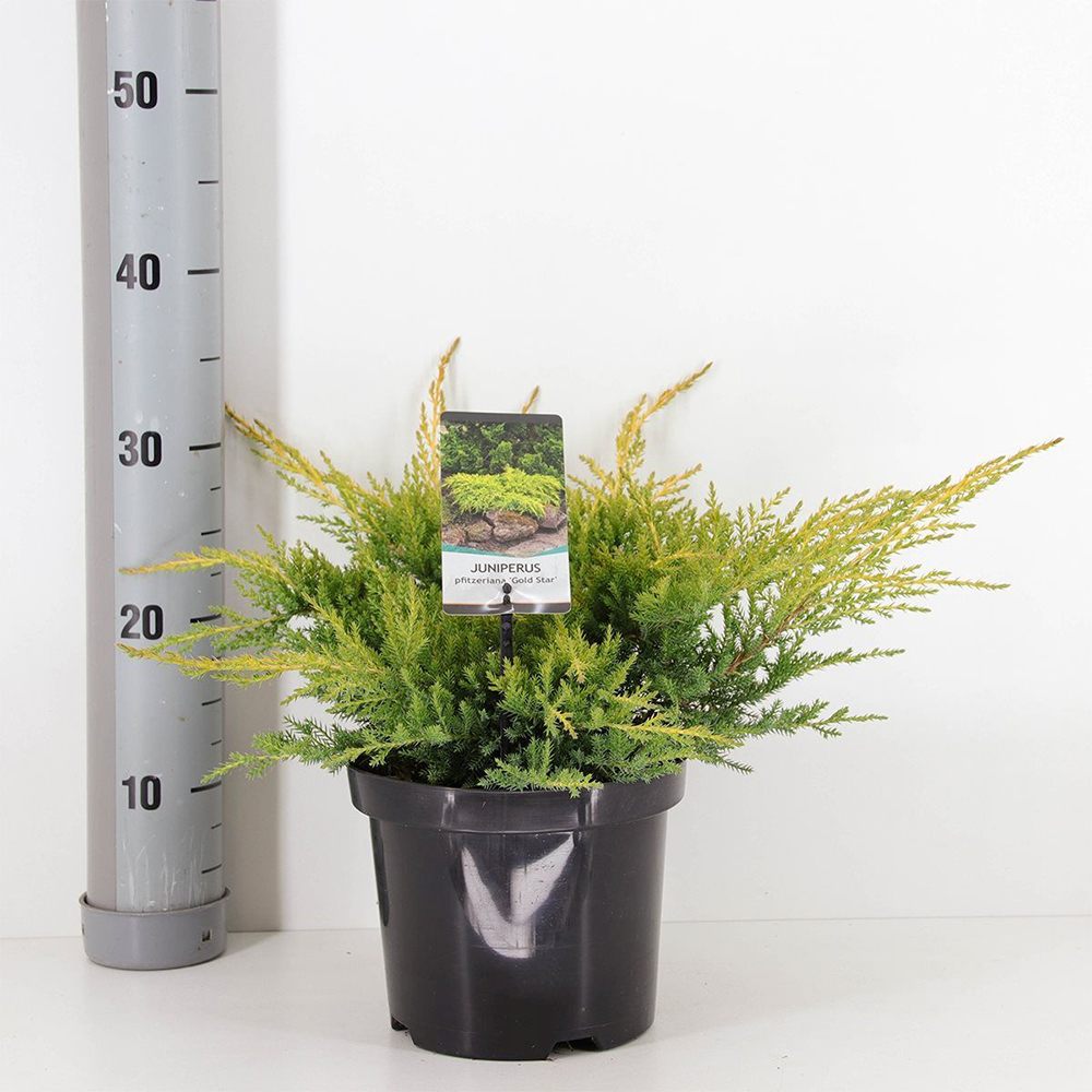 Ienupar Gold Star, tarator cu frunzis galben, vesnic verde, rezistent la frig