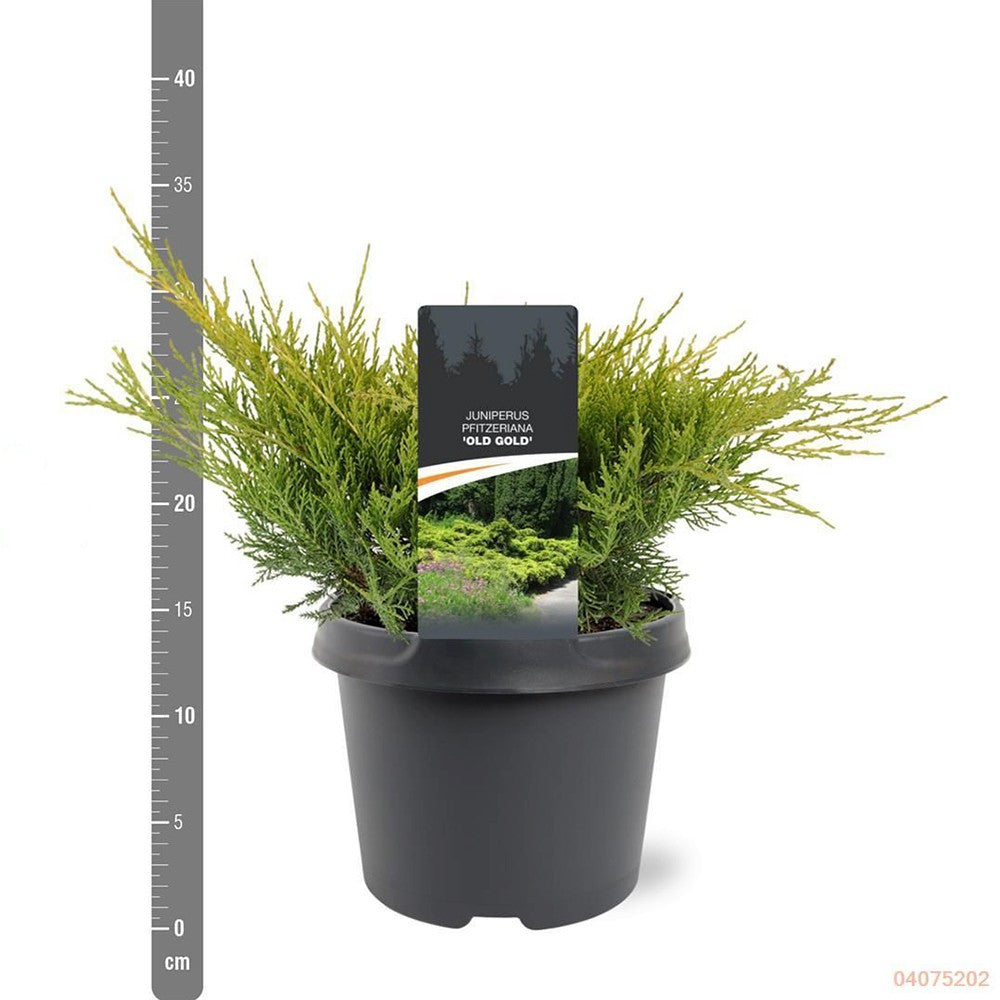 Ienupar Old Gold, tarator, conifer decorativ, frunzis auriu-verde, ideal pentru taluzuri si stancarii