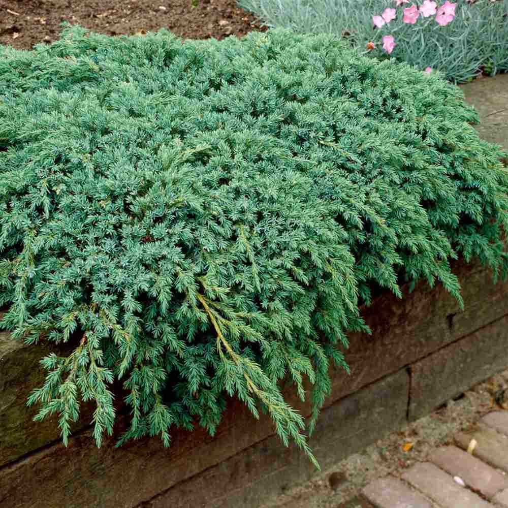 Ienupar Blue Carpet, tarator, conifer decorativ cu frunzis albastru, crestere rapida, raspandire plana