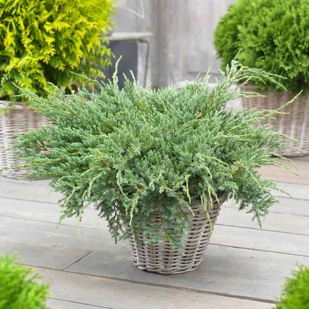 Ienupar Blue Carpet, tarator, conifer decorativ cu frunzis albastru, crestere rapida, raspandire plana