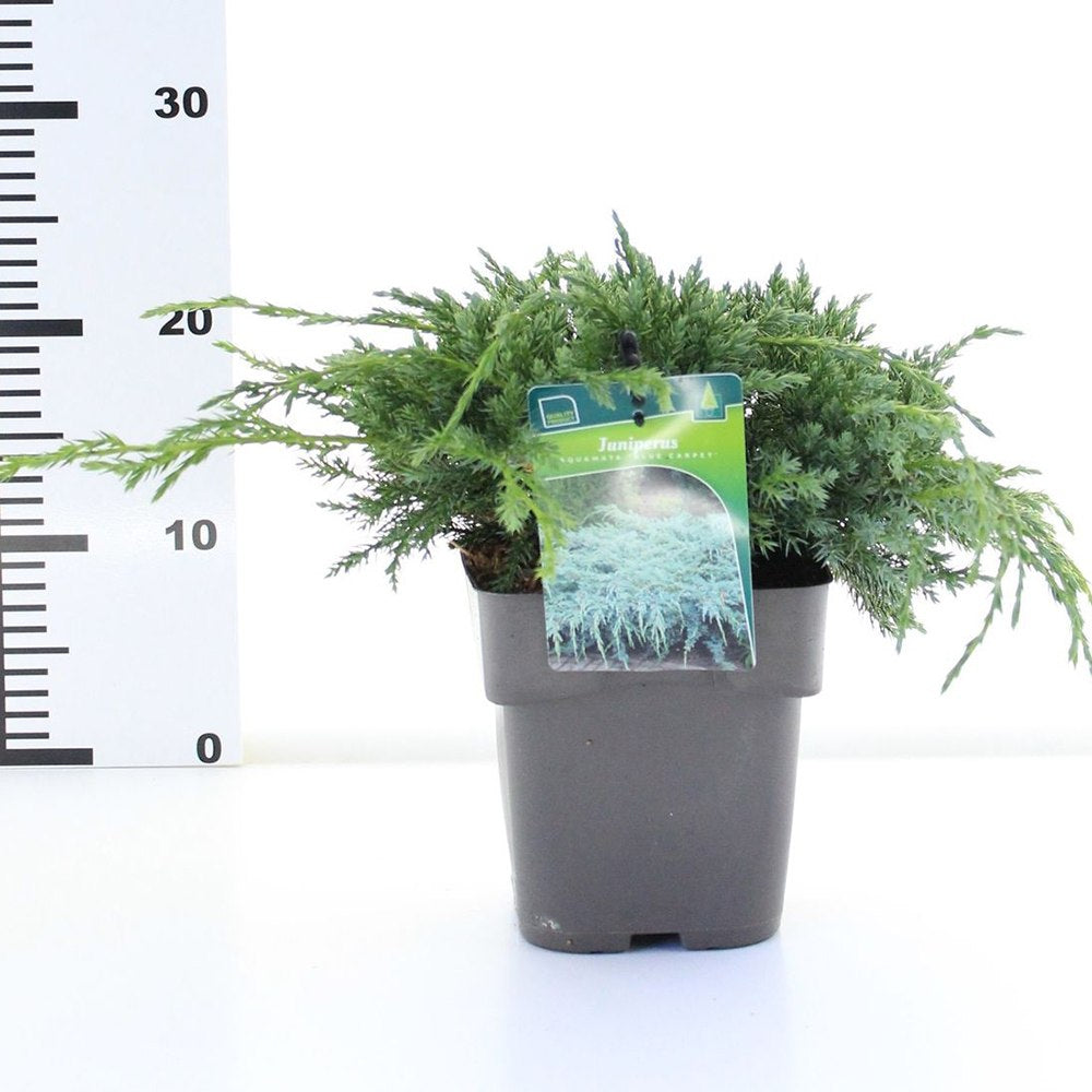 Ienupar Blue Carpet, tarator, conifer decorativ cu frunzis albastru, crestere rapida, raspandire plana