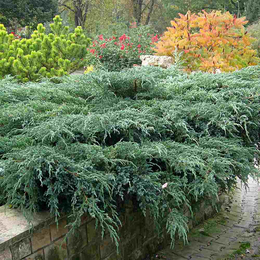 Ienupar Blue Carpet, tarator, conifer decorativ cu frunzis albastru, crestere rapida, raspandire plana