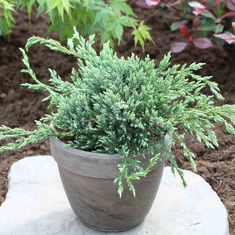 Ienupar Blue Carpet, tarator, conifer decorativ cu frunzis albastru, crestere rapida, raspandire plana