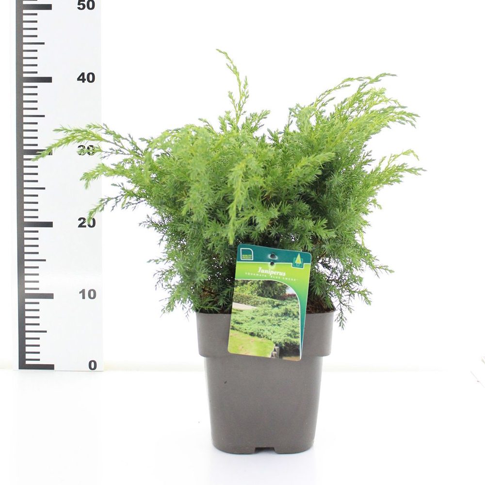 Ienupar Blue Swede, tarator cu frunzis albastru, vesnic verde, rezistent la frig