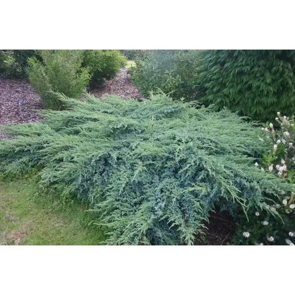 Ienupar Blue Swede, tarator cu frunzis albastru, vesnic verde, rezistent la frig