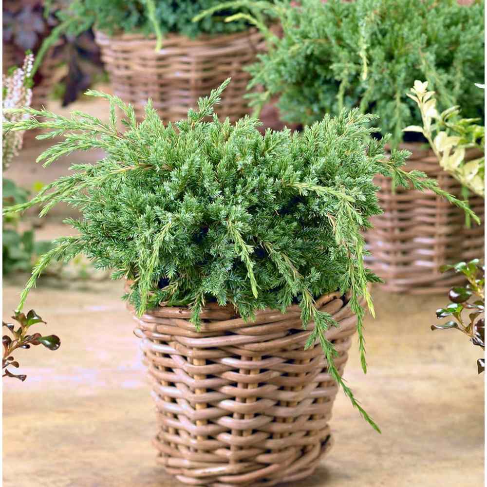 Ienupar Holger, tarator, cu frunzis verde-albastrui, conifer pitic, compact, de ghiveci sau gradina