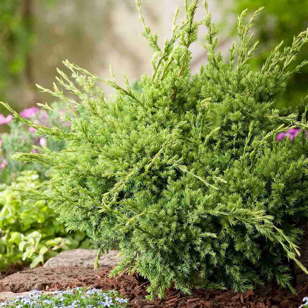 Ienupar Holger, tarator, cu frunzis verde-albastrui, conifer pitic, compact, de ghiveci sau gradina