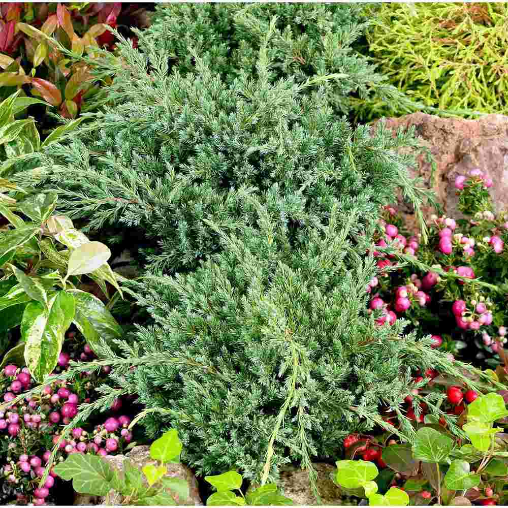 Ienupar Holger, tarator, cu frunzis verde-albastrui, conifer pitic, compact, de ghiveci sau gradina