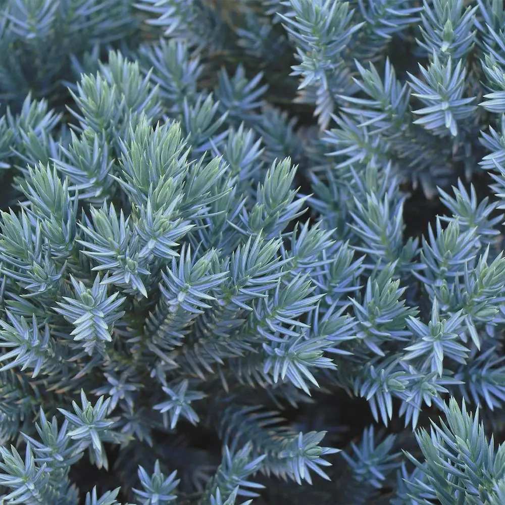 Ienupar Tropical Blue, tarator, conifer decorati cu frunzis albastru, crestere rapida, rezistent la seceta