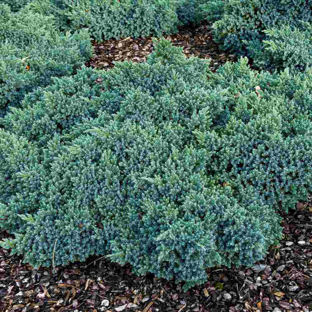Ienupar Tropical Blue, tarator, conifer decorati cu frunzis albastru, crestere rapida, rezistent la seceta