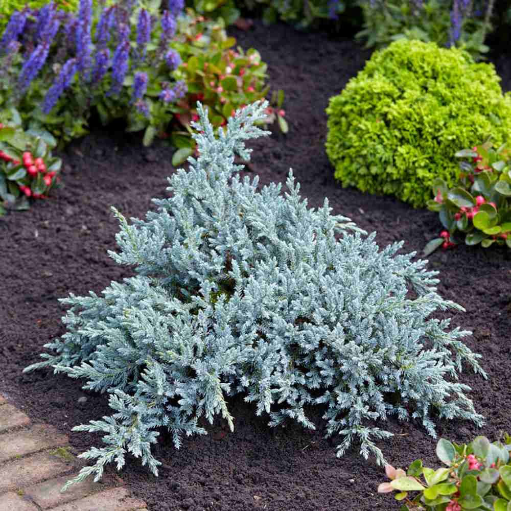 Ienupar Tropical Blue, tarator, conifer decorati cu frunzis albastru, crestere rapida, rezistent la seceta