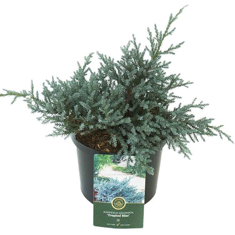 Ienupar Tropical Blue, tarator, conifer decorati cu frunzis albastru, crestere rapida, rezistent la seceta