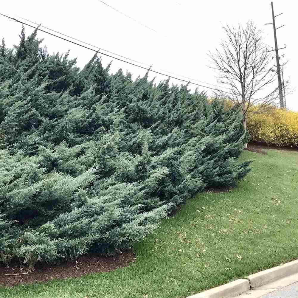 Ienupar de Virginia Grey Owl, frunzis argintiu-verzui, tarator, decorativ argintiu, vesnic verde, ideal pentru taluzuri si stancarii