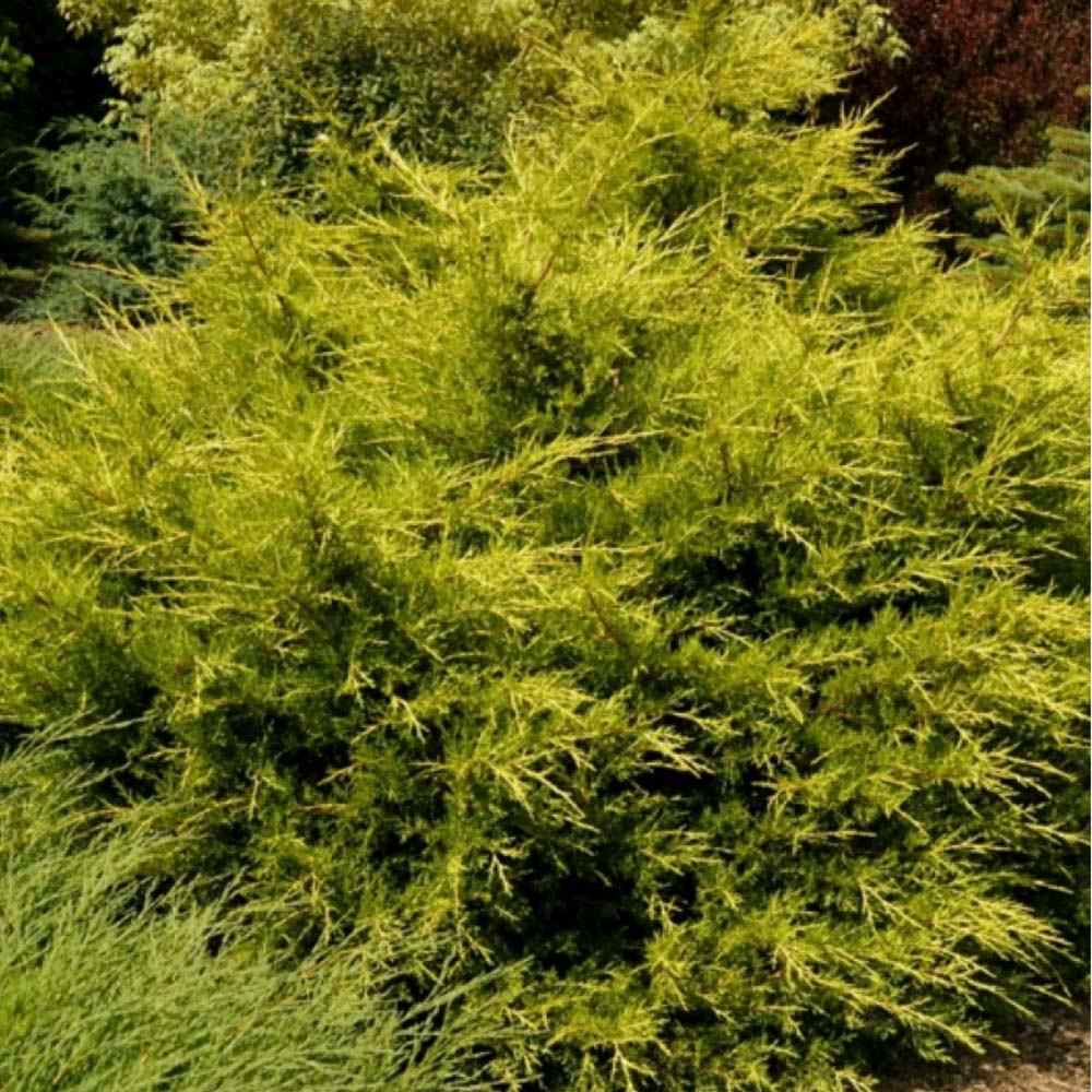 Ienupar Chinezesc Auriu Kuriwao Gold, cu ace aurii si port erect