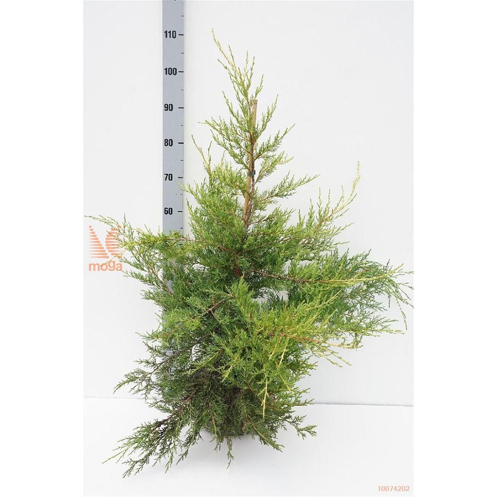 Ienupar Chinezesc Auriu Kuriwao Gold, cu ace aurii si port erect