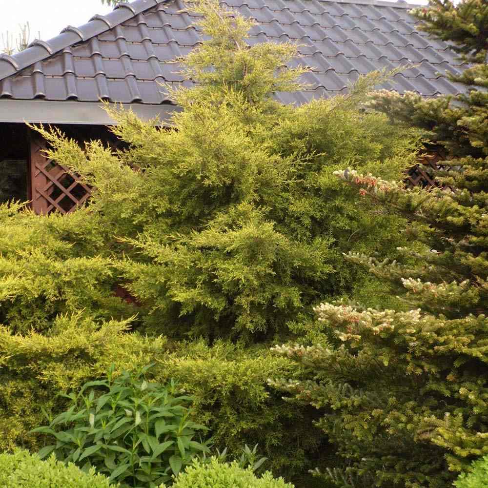 Ienupar Chinezesc Auriu Kuriwao Gold, cu ace aurii si port erect