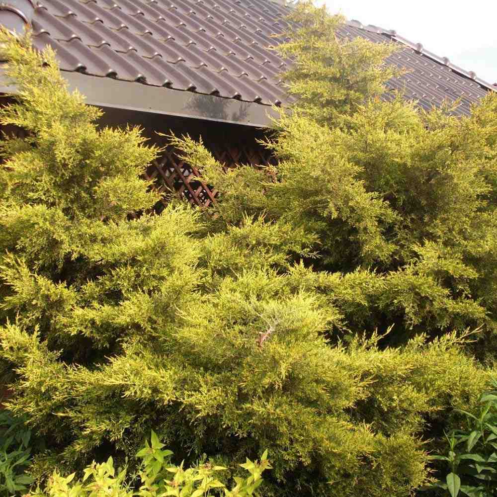 Ienupar Chinezesc Auriu Kuriwao Gold, cu ace aurii si port erect