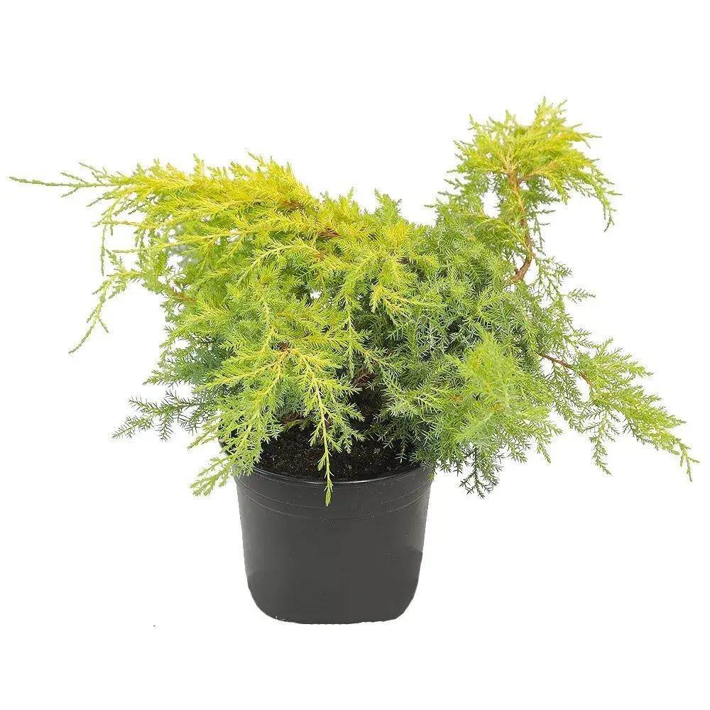 Ienupar (Juniperus pfitzeriana) Starlight, 40-50 cm, conifer tarator vesnic verde, frunzis galben-crem, ideal pentru taluzuri si stancarii