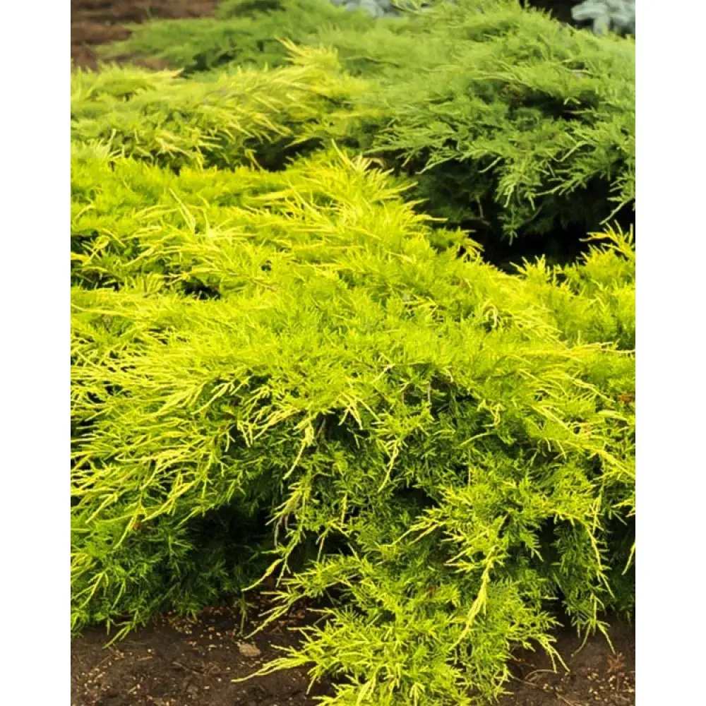 Ienupar (Juniperus pfitzeriana) Starlight, 40-50 cm, conifer tarator vesnic verde, frunzis galben-crem, ideal pentru taluzuri si stancarii
