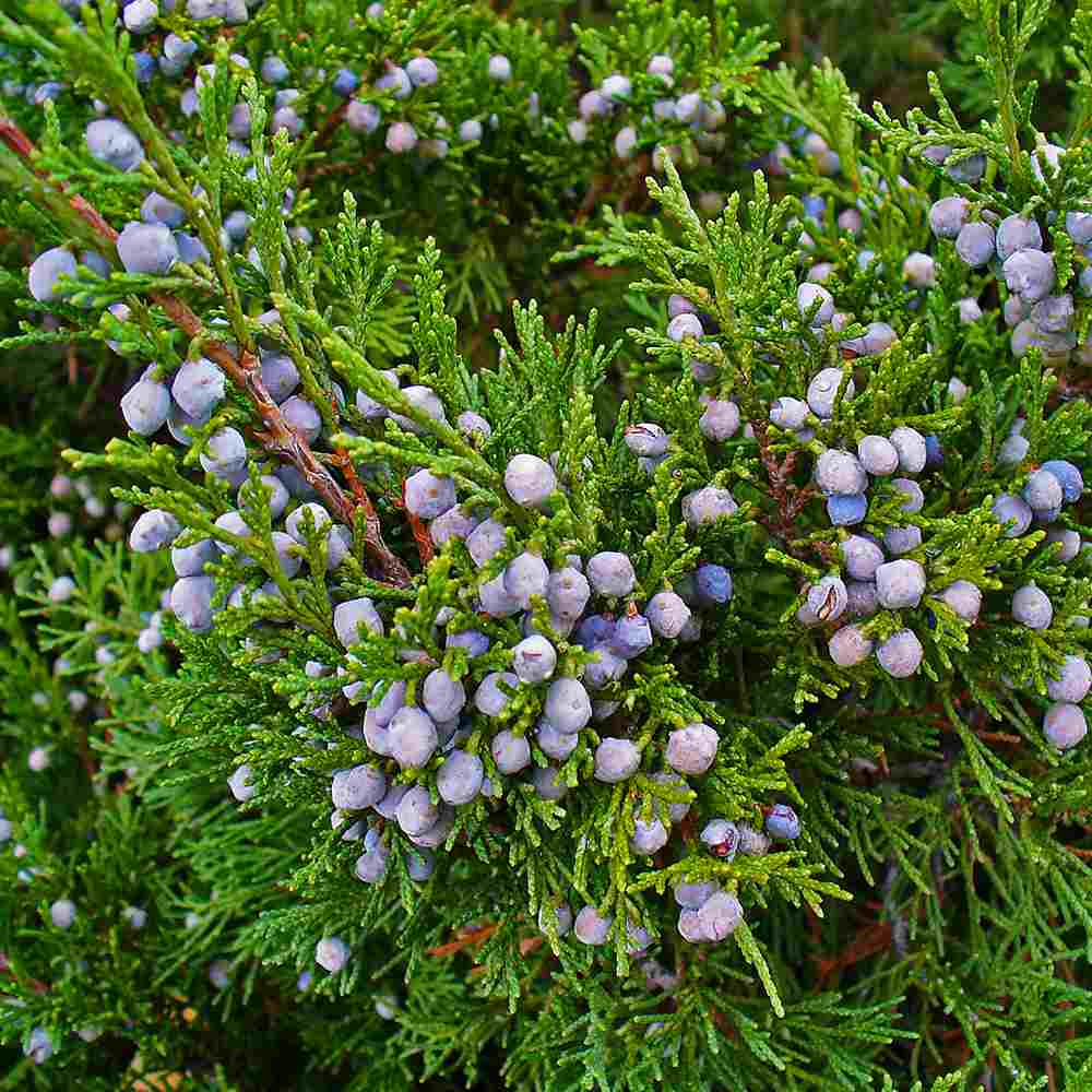 Ienupar Juniperus sabina Tamariscifolia, conifer tarator vesnic verde, ideal pentru taluzuri si stancarii