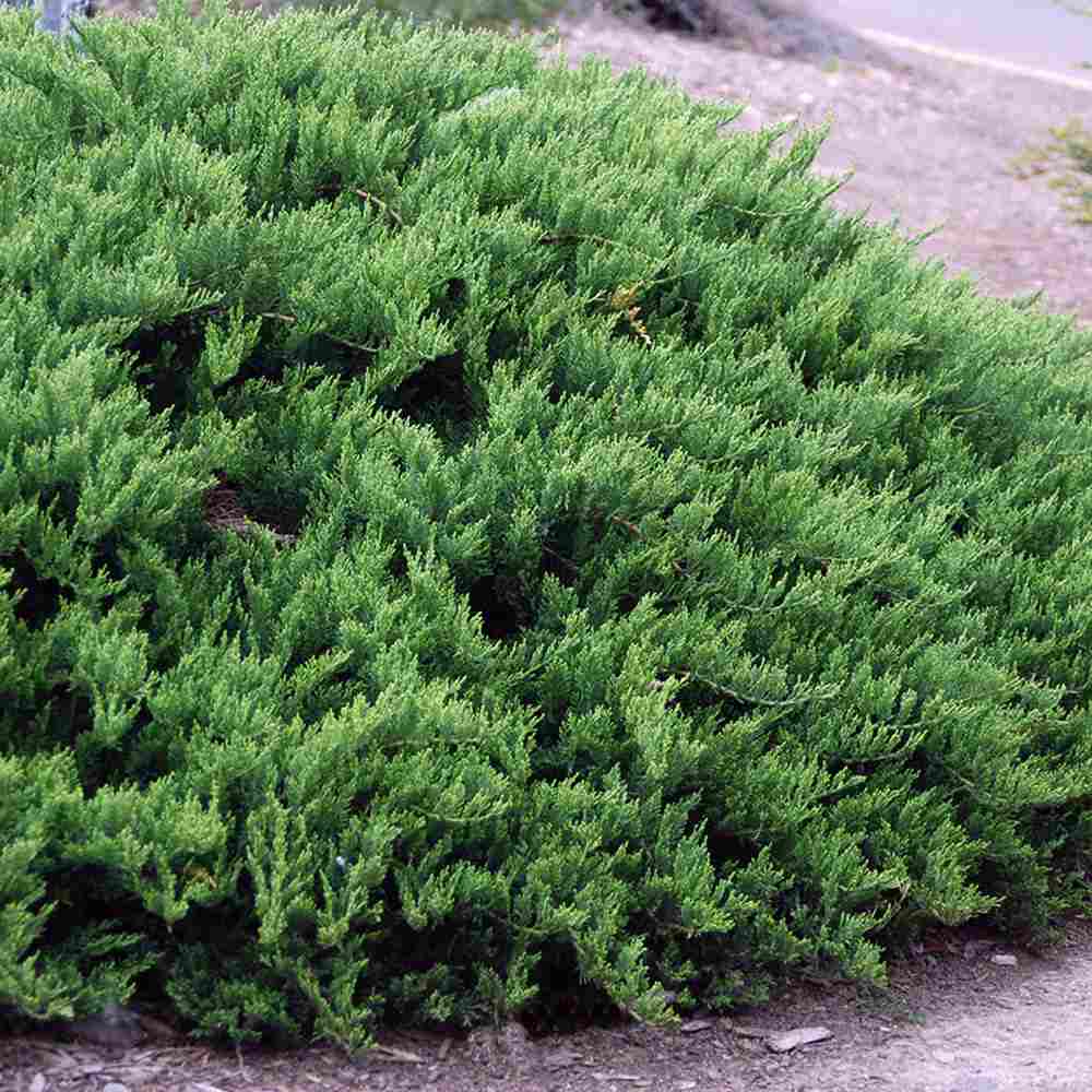 Ienupar Juniperus sabina Tamariscifolia, conifer tarator vesnic verde, ideal pentru taluzuri si stancarii