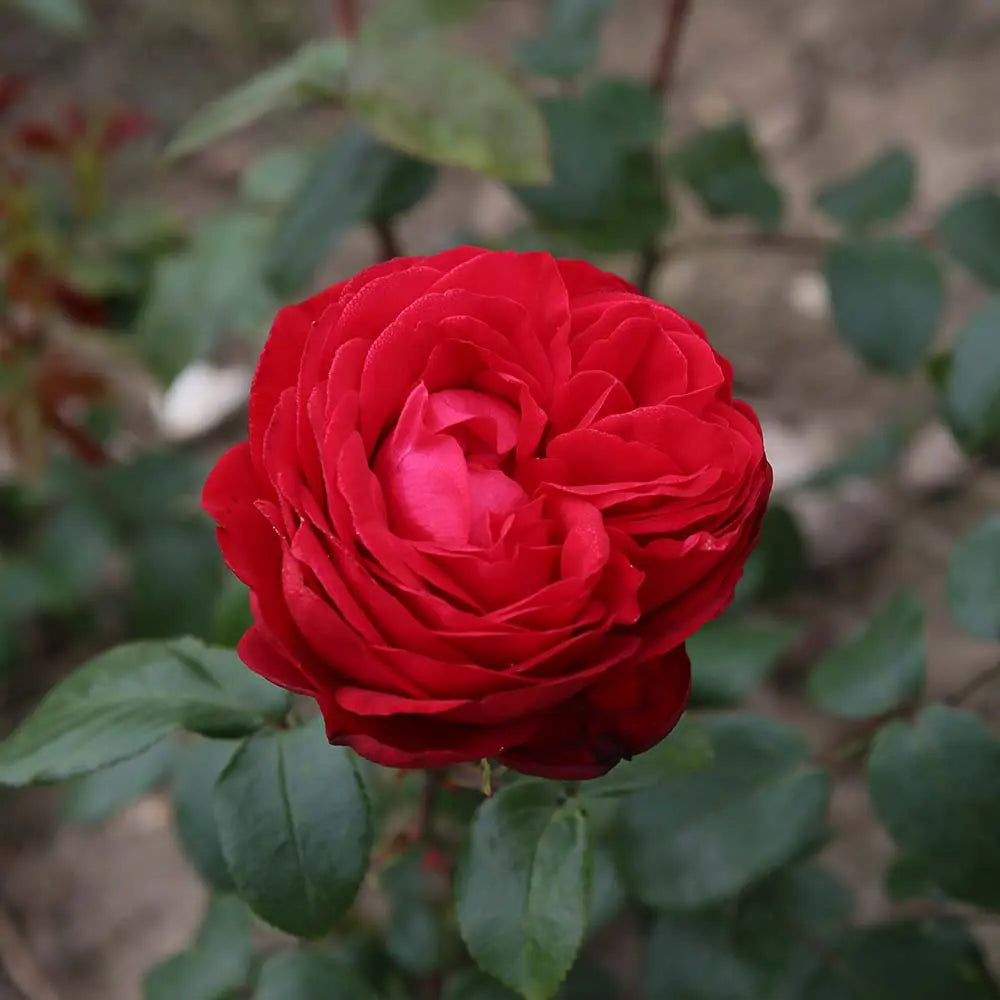 Trandafir Teahibrid rosu Tiamo, cu inflorire repetata