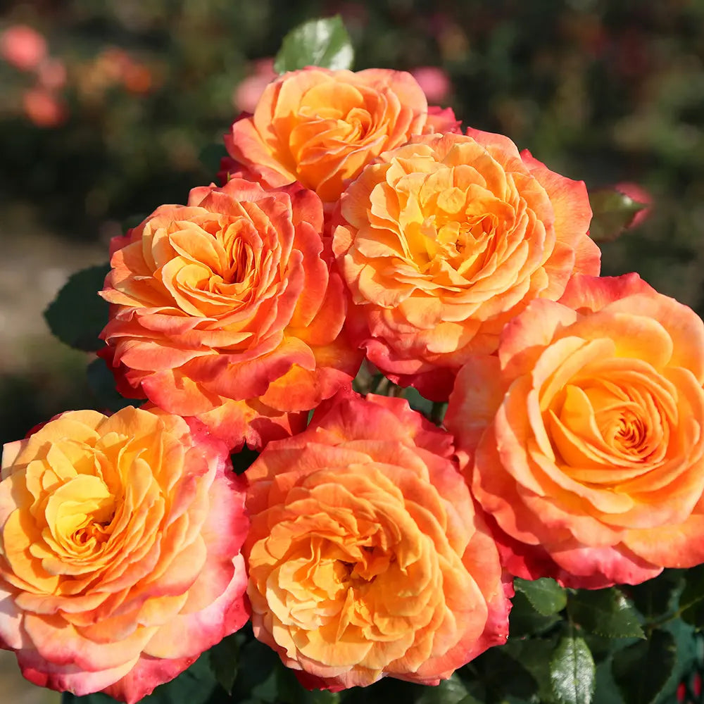 Trandafir Floribunda Meteor auriu-portocaliu-roz, cu inflorire repetata si multiplu premiat