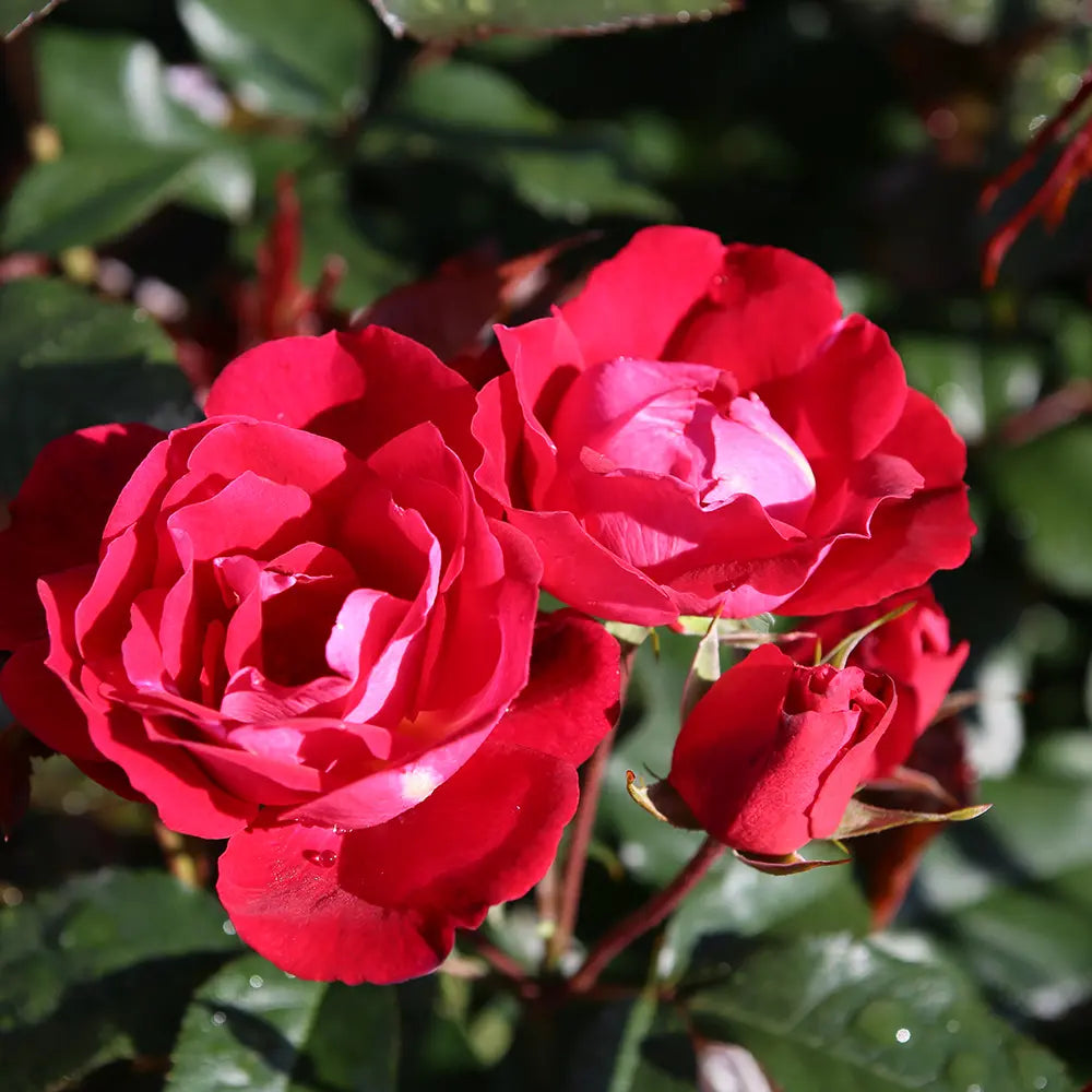 Trandafir tarator rosu ciresiu BluetenRhein, cu inflorire repetata