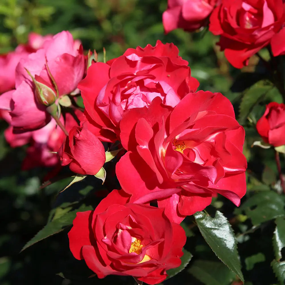 Trandafir tarator rosu ciresiu BluetenRhein, cu inflorire repetata