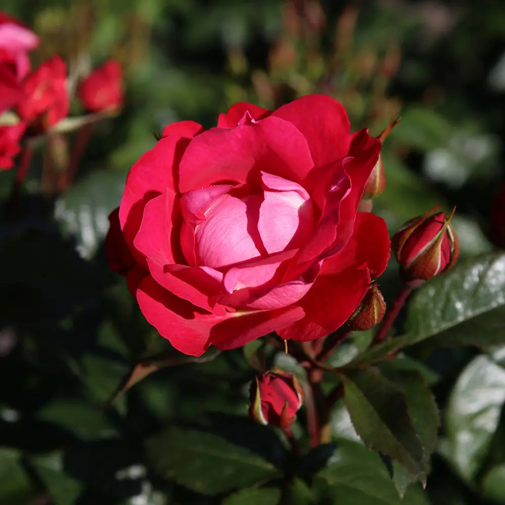 Trandafir tarator rosu ciresiu BluetenRhein, cu inflorire repetata