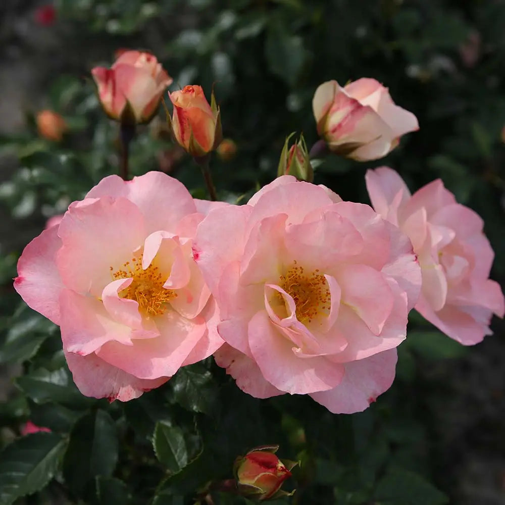 Trandafir floribunda roz-somon Zauberhaft, cu inflorire repetata