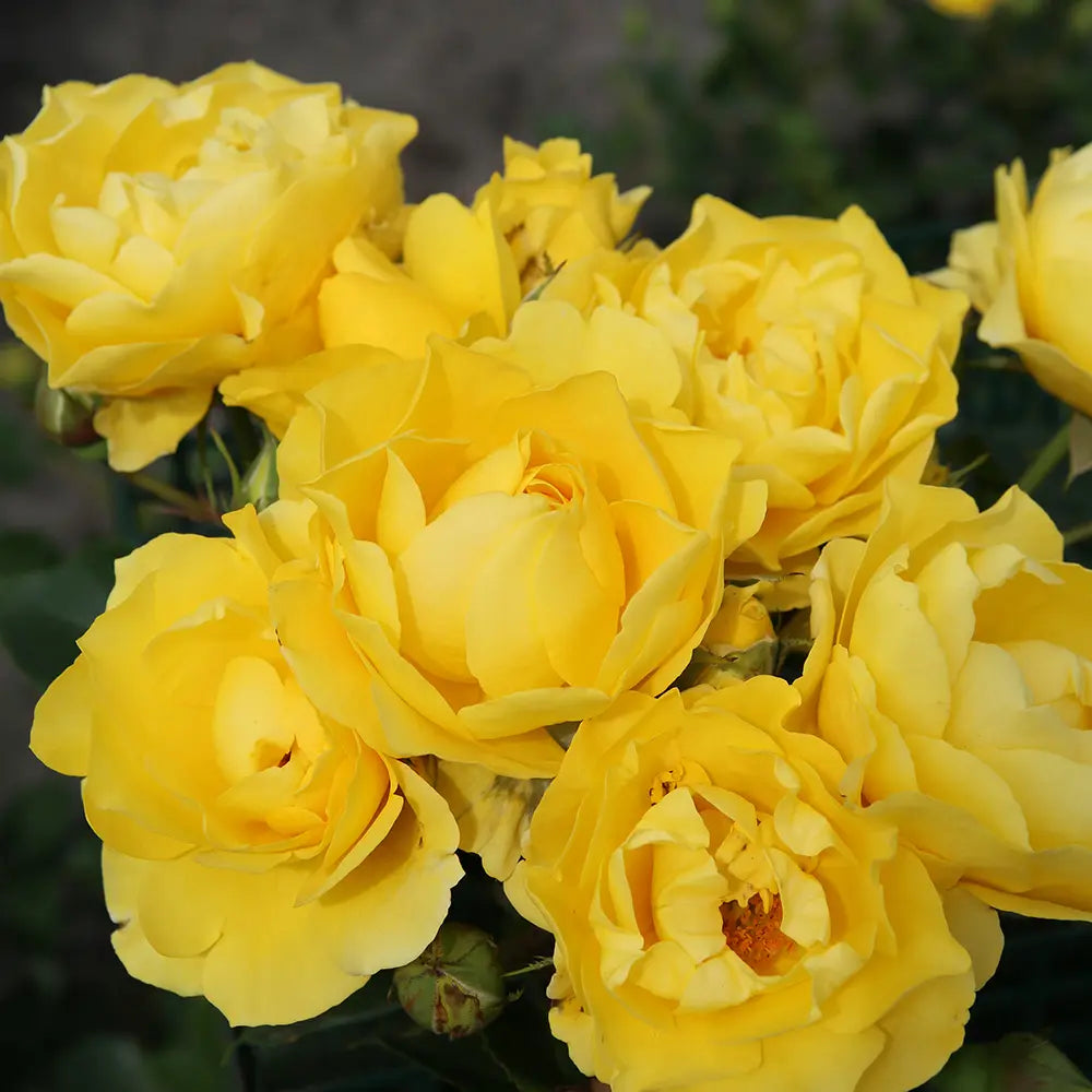 Trandafir Floribunda galben Here comes the Sun, cu inflorire repetata si premiat