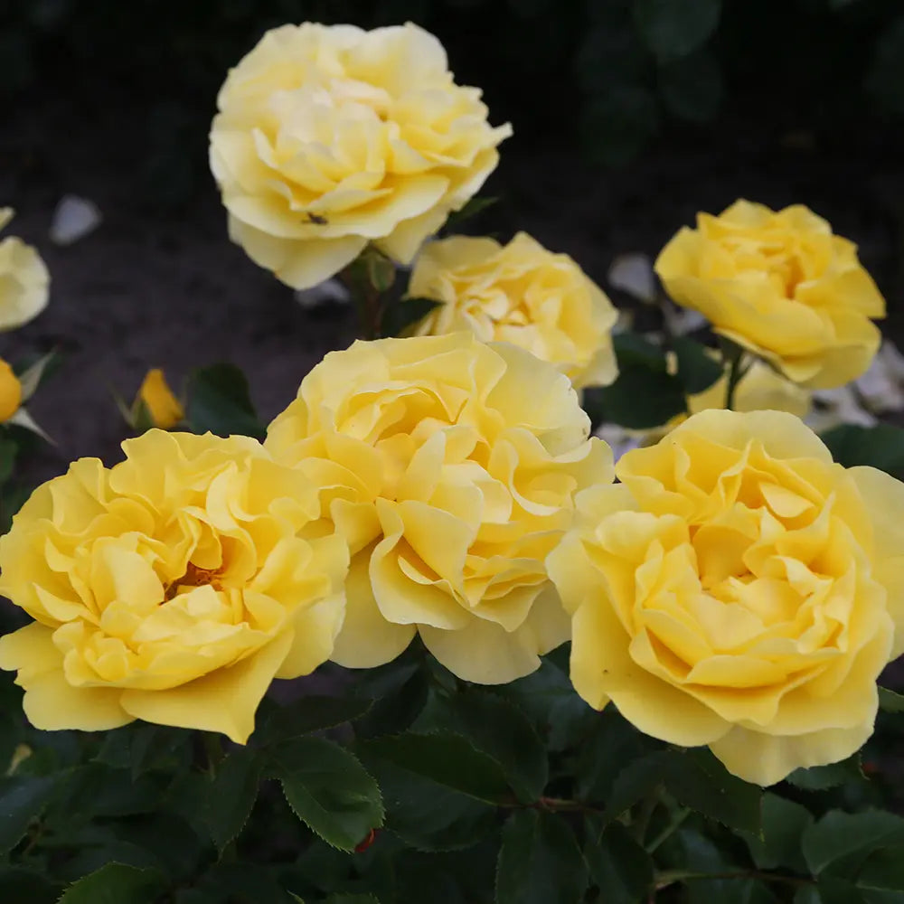 Trandafir Floribunda galben Here comes the Sun, cu inflorire repetata si premiat