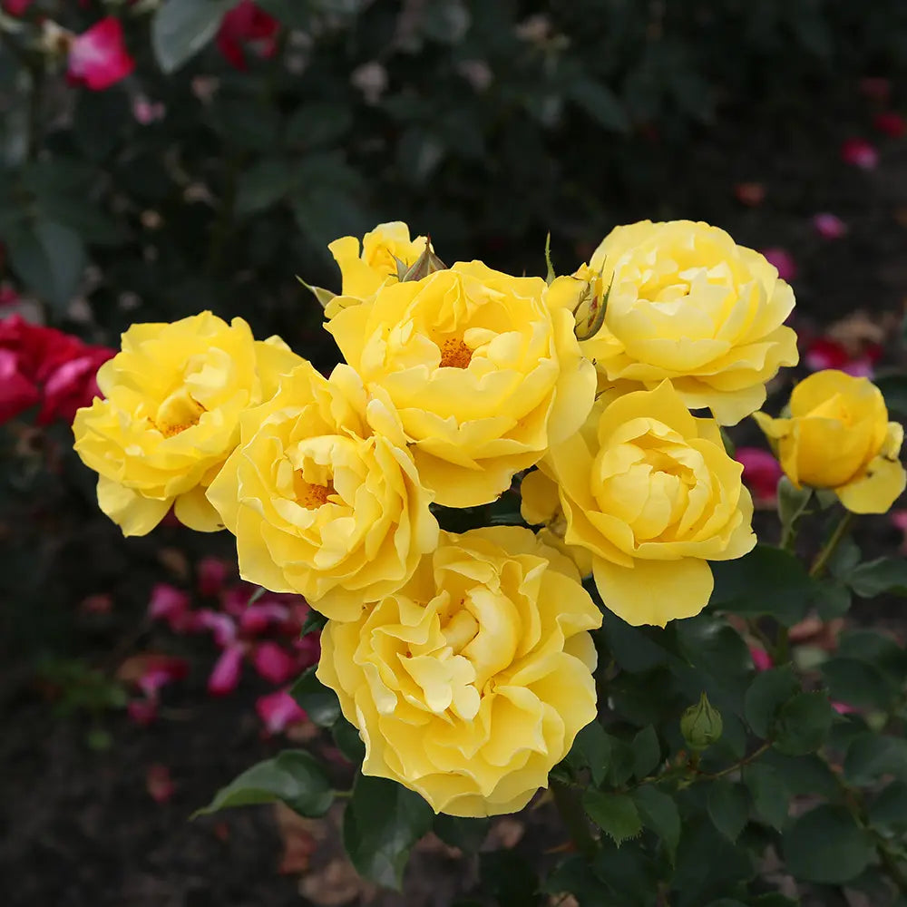 Trandafir Floribunda galben Here comes the Sun, cu inflorire repetata si premiat