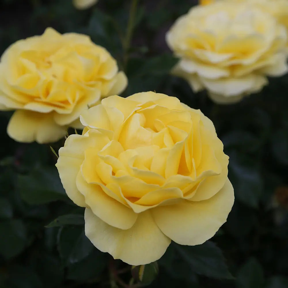 Trandafir Floribunda galben Here comes the Sun, cu inflorire repetata si premiat