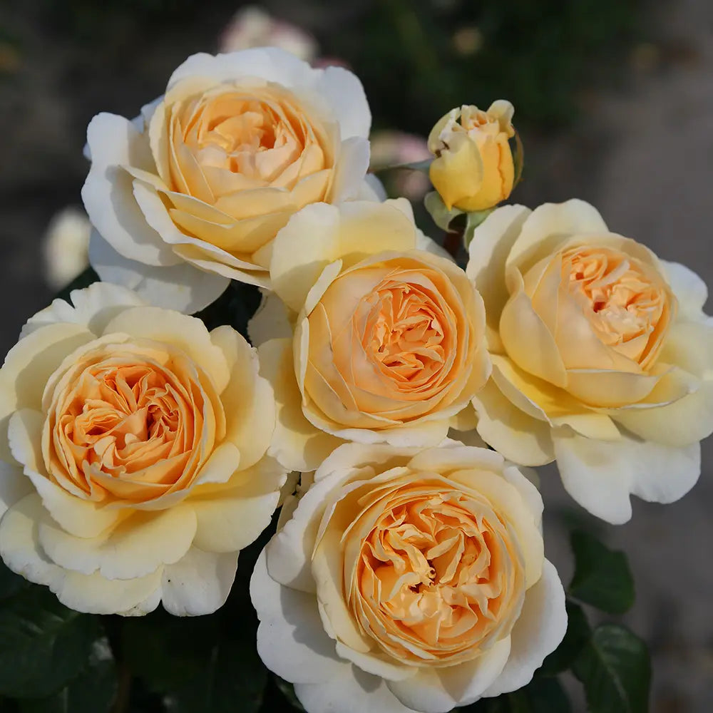 Trandafir Teahibrid apricot-pastel Marzipan, cu parfum intens si premiat multiplu