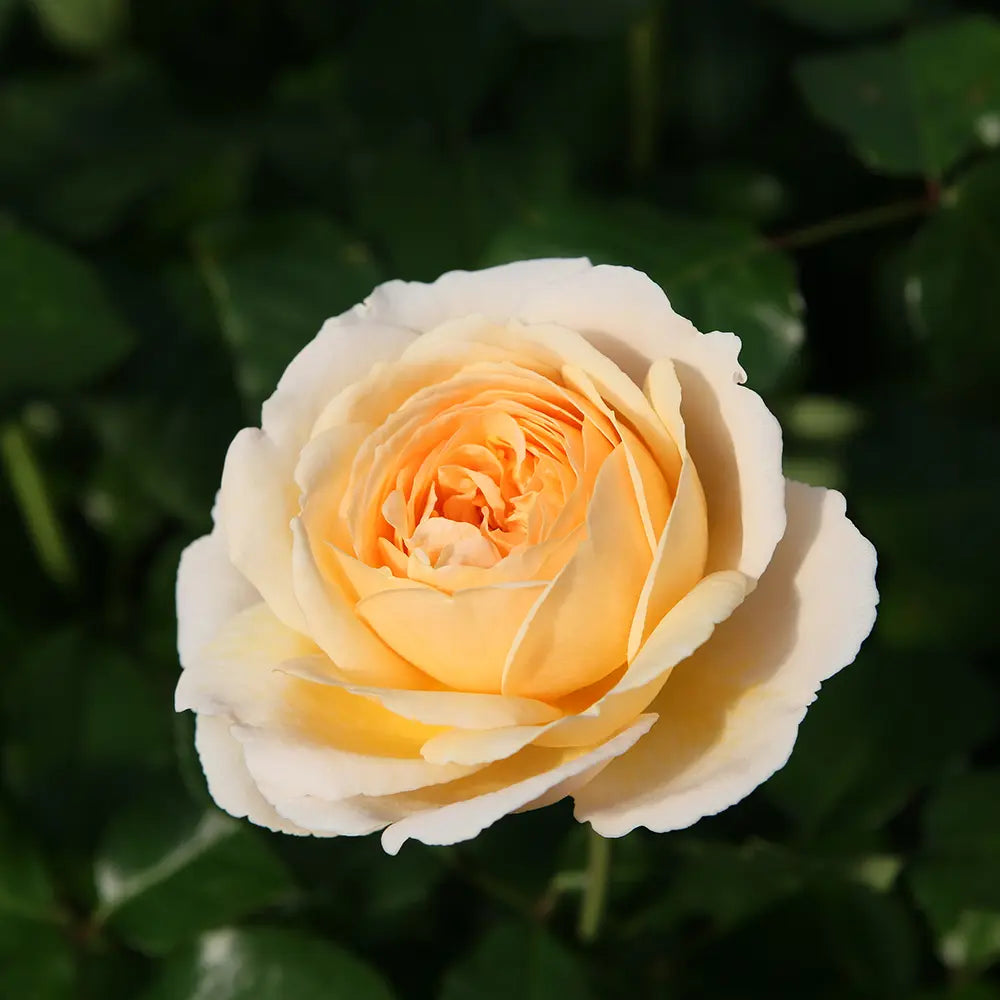 Trandafir Teahibrid apricot-pastel Marzipan, cu parfum intens si premiat multiplu