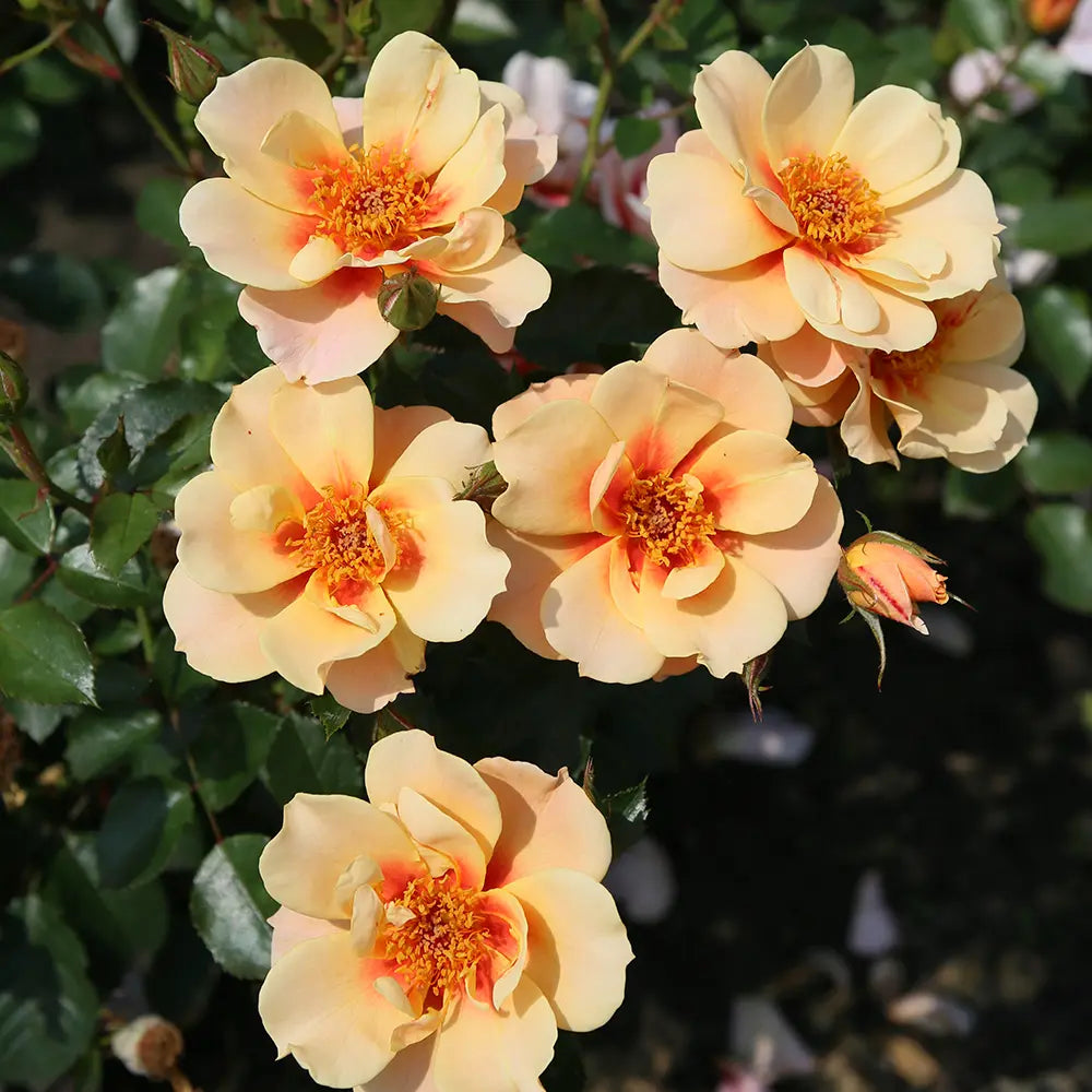 Trandafir Floribunda cais See you in Apricot, cu inflorire repetata
