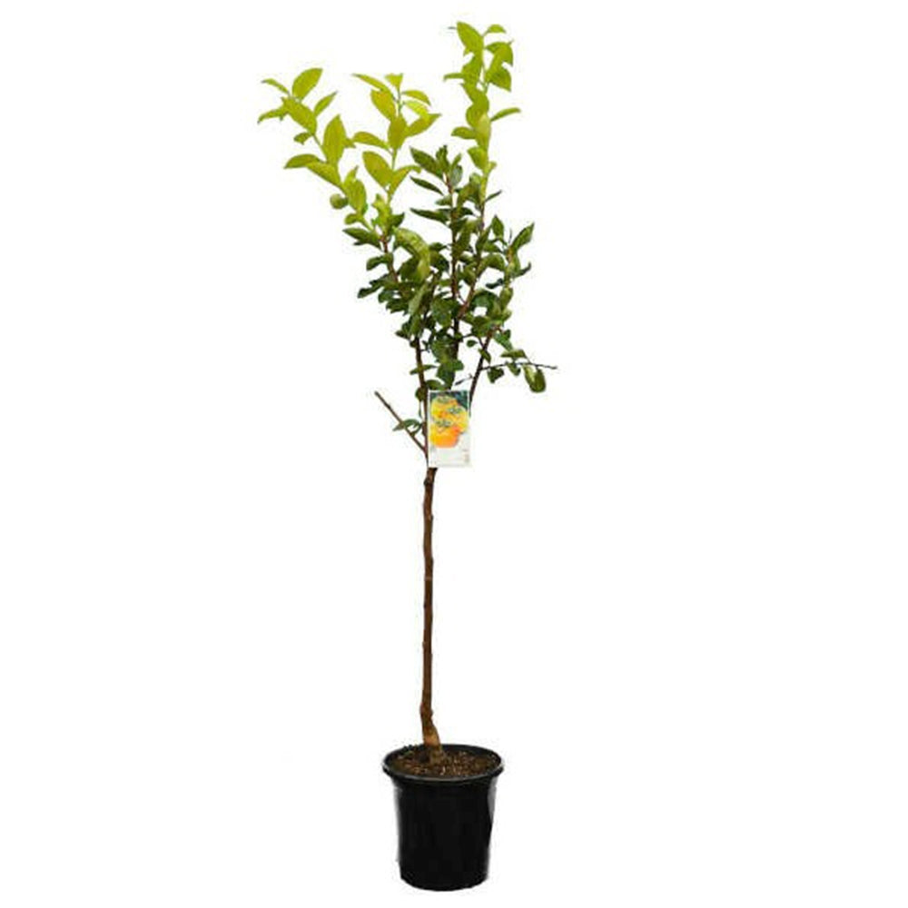 Kaki Jiro Zolla (Diospyrus), autofertil, fructe dulci galben-portocalii, rezistent la frig, an 2 pe rod