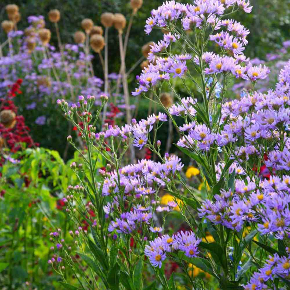 Steluta de toamna japoneza (Kalimeris incisa) Blue Star, planta perena taratoare, flori albastre vara-toamna, rezistenta
