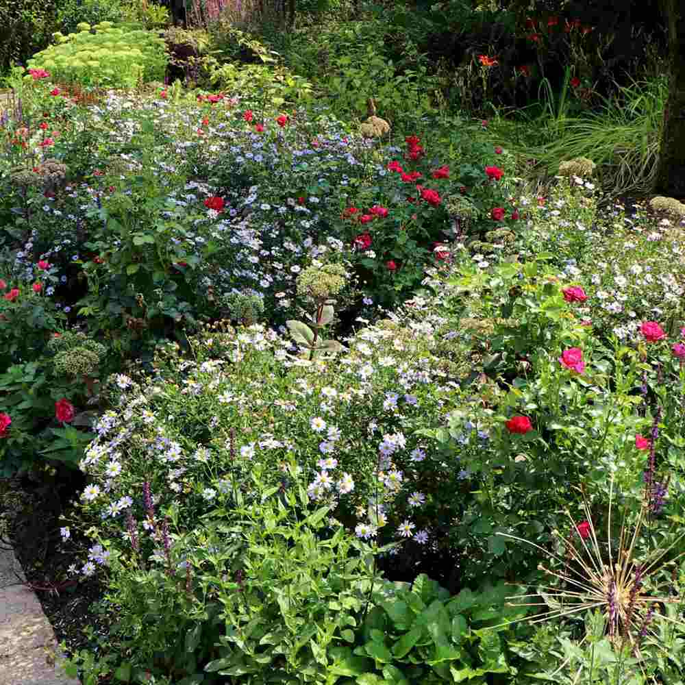 Steluta de toamna japoneza (Kalimeris incisa) Blue Star, planta perena taratoare, flori albastre vara-toamna, rezistenta