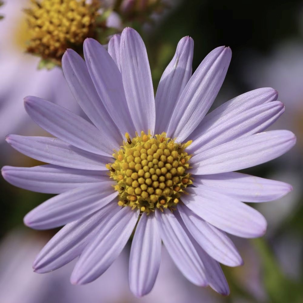 Steluta de toamna japoneza (Kalimeris incisa) Blue Star, planta perena taratoare, flori albastre vara-toamna, rezistenta