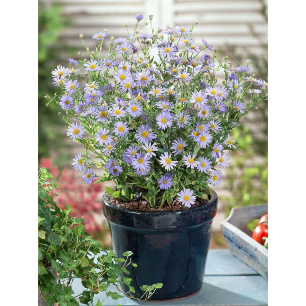 Steluta de toamna japoneza (Kalimeris incisa) Blue Star, planta perena taratoare, flori albastre vara-toamna, rezistenta