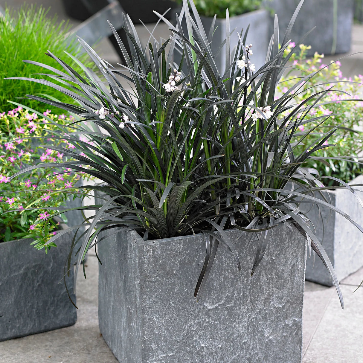 Iarba Neagra (Ophiopogon planiscapus Niger), planta perena cu frunze negre, lucioase, de ghiveci sau borduri