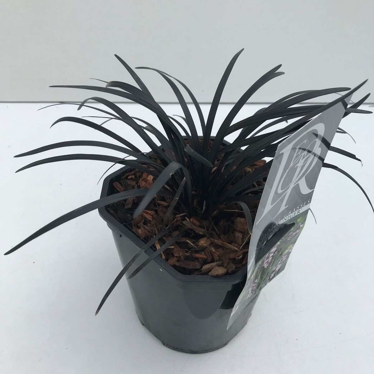 Iarba Neagra (Ophiopogon planiscapus Niger), planta perena cu frunze negre, lucioase, de ghiveci sau borduri